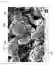 Fig. 04 - Composition of SI/C electro active material