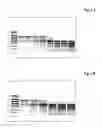 Fig. 02 - Methods for assessing RNA quality