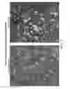 Fig. 02 - Compositions and methods of treating cancer