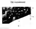 Fig. 06 - Activation of bone and cartilage formation
