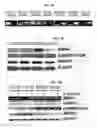 Fig. 09 - Pharmaceutical compositions for treating cancer