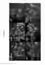 Fig. 20 - Timosaponin compounds