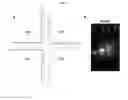 Fig. 02 - DEVELOPMENT OF NUCLEIC ACID GEL MATRIX FOR CELL-FREE PROTEIN SYNTHESIS OF CELL NUCLEUS REPLICATE, AND METHOD FOR PRODUCING SAME