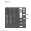 Fig. 06 - Assembly of Nucleic Acid Sequences in Emulsions