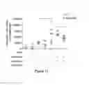 Fig. 12 - Peptide and uses therefor
