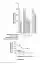 Fig. 15 - Peptide and uses therefor