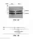 Fig. 17 - Compositions, methods and assays comprising amylin or amlyin analogs for abeta-peptide mediated disorders