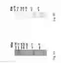 Fig. 06 - Method of treating leukemia using rice prolamin