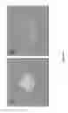 Fig. 04 - Water compatible nanogel compositions