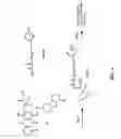 Fig. 11 - Anthracycline derivative conjugates, process for their preparation and their use as antitumor compounds