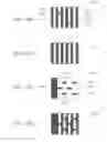Fig. 07 - Pattern formation method, mask for exposure, and exposure apparatus