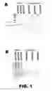 Fig. 02 - RECOMBINANT BACTERIUM FOR INDUCTION OF CELLULAR IMMUNE RESPONSE
