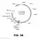 Fig. 04 - RECOMBINANT BACTERIUM FOR INDUCTION OF CELLULAR IMMUNE RESPONSE