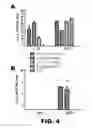 Fig. 06 - RECOMBINANT BACTERIUM FOR INDUCTION OF CELLULAR IMMUNE RESPONSE