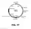 Fig. 20 - RECOMBINANT BACTERIUM FOR INDUCTION OF CELLULAR IMMUNE RESPONSE