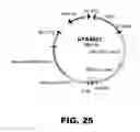 Fig. 28 - RECOMBINANT BACTERIUM FOR INDUCTION OF CELLULAR IMMUNE RESPONSE