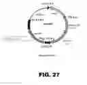 Fig. 30 - RECOMBINANT BACTERIUM FOR INDUCTION OF CELLULAR IMMUNE RESPONSE