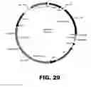 Fig. 32 - RECOMBINANT BACTERIUM FOR INDUCTION OF CELLULAR IMMUNE RESPONSE