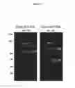 Fig. 02 - Compositions and methods for enhancing coagulation factor VIII function