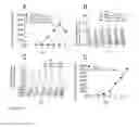 Fig. 07 - Cellular targets for HIV infection