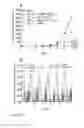 Fig. 09 - Cellular targets for HIV infection