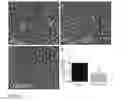 Fig. 10 - Cellular targets for HIV infection