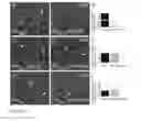 Fig. 11 - Cellular targets for HIV infection