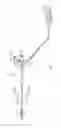 Fig. 02 - Flexible circuit having improved adhesion to a renal nerve modulation balloon