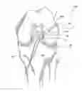 Fig. 01 - Bone tendon constructs and methods of tissue fixation