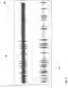 Fig. 05 - Automated verbal fluency assessment
