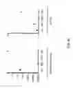 Fig. 08 - Methods for making fully human bispecific antibodies using a common light chain