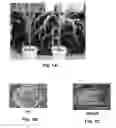 Fig. 02 - AGRONOMIC CHARACTERISTICS OF PLANTS THROUGH ABPH2