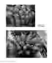 Fig. 02 - Sedum plant named 'Rosetta'
