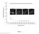Fig. 02 - Absorbent/solubilizing materials based on microporous organogels