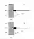 Fig. 01 - ELASTIC SCAFFOLDS FOR TISSUE GROWTH