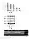 Fig. 03 - NANOSTRUCTURES FOR TREATING CANCERS AND OTHER CONDITIONS