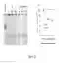Fig. 12 - P53 COOPERATION WITH DNA METHYLATION AND SUICIDAL INTERFERON RESPONSE TO CONTROL SILENCING OF REPEATS AND NCRNAS