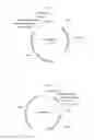 Fig. 03 - Rapid assay for identifying transformants having targeted donor insertion