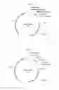Fig. 06 - Rapid assay for identifying transformants having targeted donor insertion