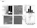 Fig. 02 - Biomolecule-graphene quantum dot conjugates and use thereof