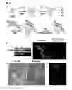 Fig. 03 - Biomolecule-graphene quantum dot conjugates and use thereof