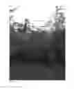 Fig. 02 - Cherry rootstock plant named 'STO2'