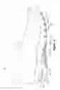 Fig. 08 - Article of footwear with outsole web and midsole protrusions
