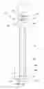 Fig. 19 - MULTIFUNCTIONAL ENCLOSURE SYSTEM FOR MEDICAL PROBES AND METHOD OF USE