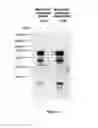 Fig. 02 - FOXC1 ANTIBODIES AND METHODS OF THEIR USE
