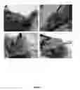 Fig. 02 - METHODS AND COMPOSITIONS FOR REDUCING THE INCIDENCE OF POST-SURGICAL ADHESIONS