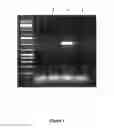 Fig. 09 - Method of making a chicken with germ cells expressing marker protein