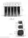 Fig. 02 - Method and apparatus for sharp color definition on the application of granules to roofing substrates