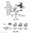 Fig. 26 - Analyte sensors, methods for preparing and using such sensors, and methods of detecting analyte activity