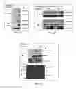 Fig. 02 - USE OF PHOSPHORYLATION PATHWAY-RELATED FACTOR IN REGULATING FUNCTION OF REGULATORY T CELL